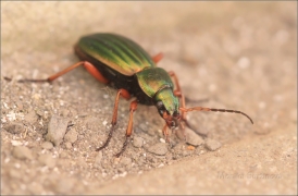<p>STŘEVLÍK ZLATÝ (Carabus auratus) Šluknovsko - Knížecí ---- /golden ground beetle - Goldlaufkäfer/</p>